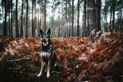 Portrait of dog in forest