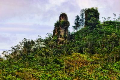 Low angle view of trees in forest against sky