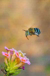 Close-up of bee hovering over flower