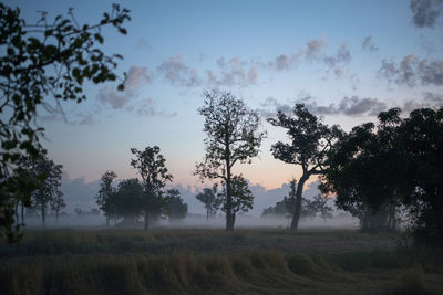 Scenic view of grassy field against sky