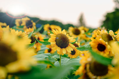 Close-up of yellow flowering plant on field