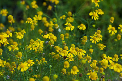 Close-up of yellow flowers