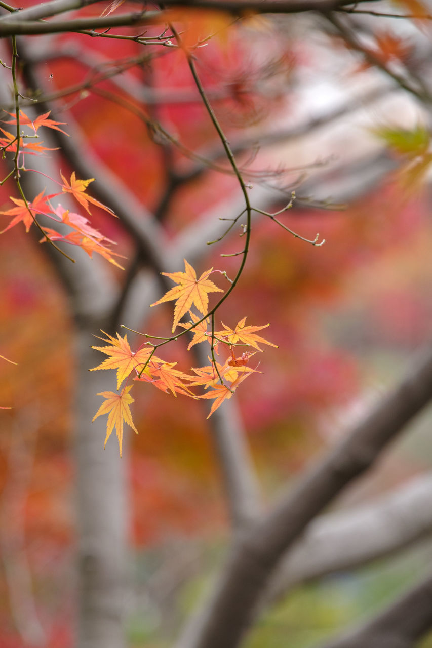 autumn, plant, tree, plant part, leaf, branch, nature, beauty in nature, maple, no people, selective focus, red, flower, focus on foreground, outdoors, close-up, day, maple tree, tranquility, growth, maple leaf, environment, multi colored, orange color, autumn collection, land, sunlight, defocused