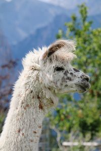 Lama standing on field