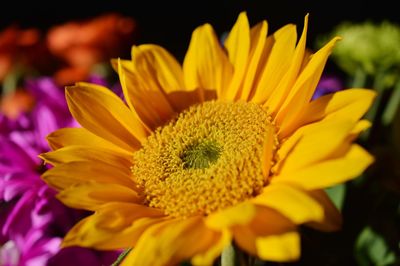 Close-up of yellow flower