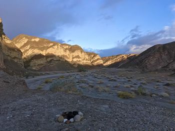 View of a dog on landscape