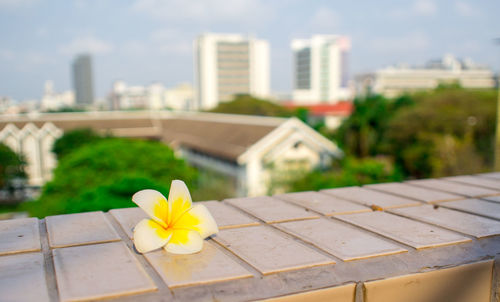 Close-up of frangipani on retaining wall