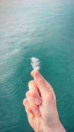 Cropped image of hand holding plant