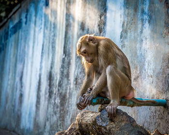Close-up of monkey sitting on faucet