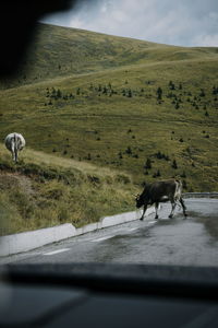 Cow on the road