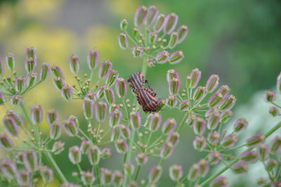 Close-up of butterfly on flower