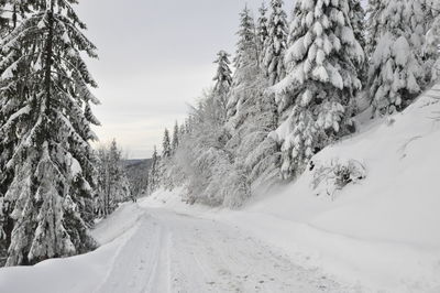 Snow covered land and trees against sky