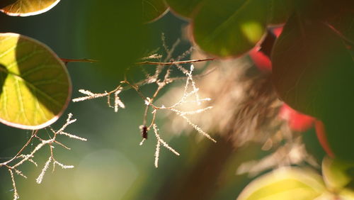 Close-up of spider web on plant