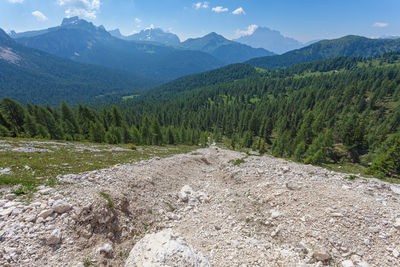 Larch and fir forest, debris landslide and dolomite landscape in the background, settsass, italy