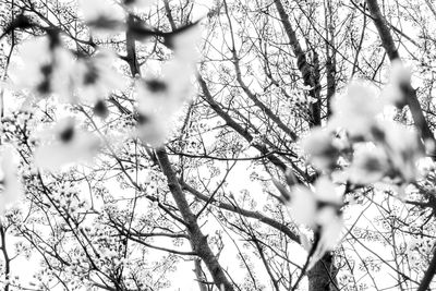 Low angle view of flowering plants against sky