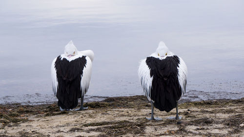 View of birds on beach