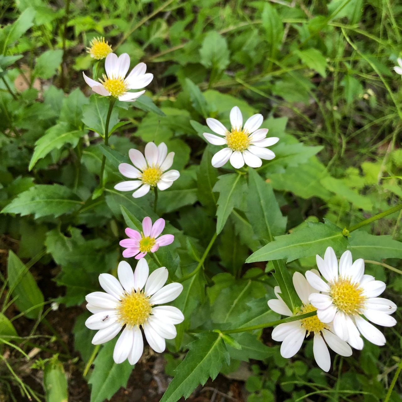 眞原の桜並木