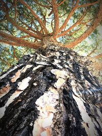 Close-up of tree trunk in forest