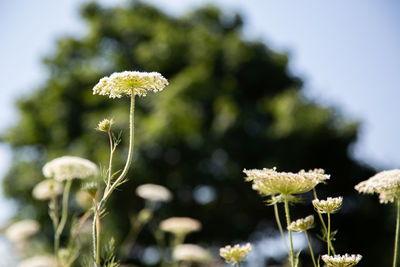 Close-up of white flowering plant on field