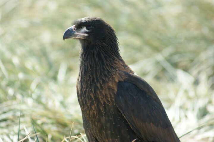 CLOSE-UP OF BIRD AGAINST BLURRED BACKGROUND