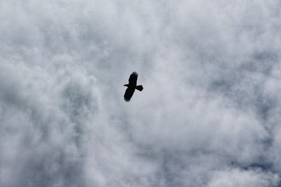 Low angle view of bird flying