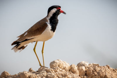 Close-up of bird perching on rock against sky