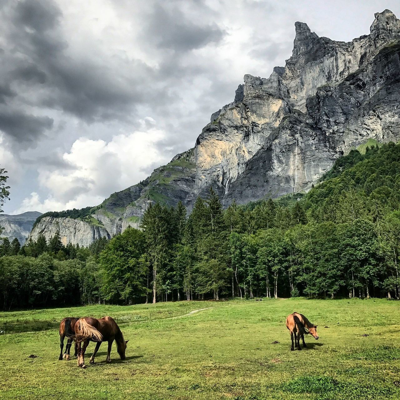 animal themes, mountain, domestic animals, mammal, nature, horse, field, beauty in nature, landscape, cloud - sky, rock - object, grazing, no people, green color, scenics, day, tranquility, outdoors, livestock, tree, sky, grass, full length, standing