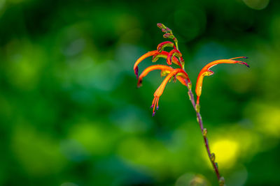 Close-up of red flowering plant