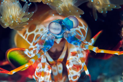 Close-up of fish swimming in sea