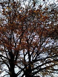 Low angle view of tree against sky