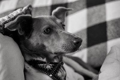 Close-up of dog looking away