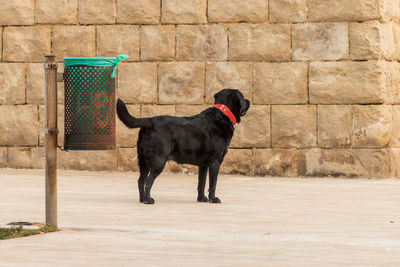 Black dog standing against brick wall