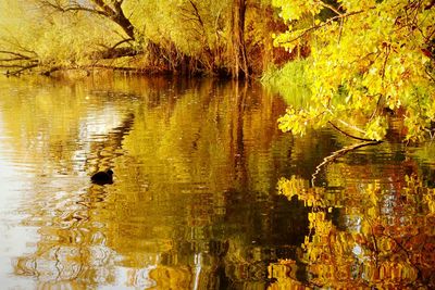 Reflection of trees in lake