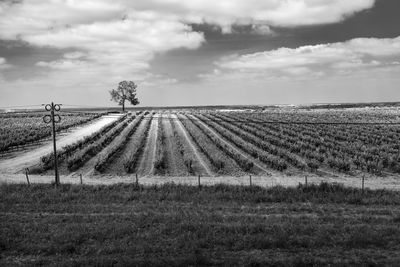 Scenic view of agricultural field against sky