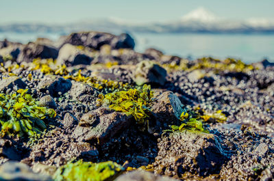 Close-up of lichen on rock at sea shore against sky