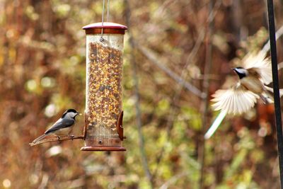 Flying into the feeder.