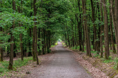 Footpath amidst trees in forest