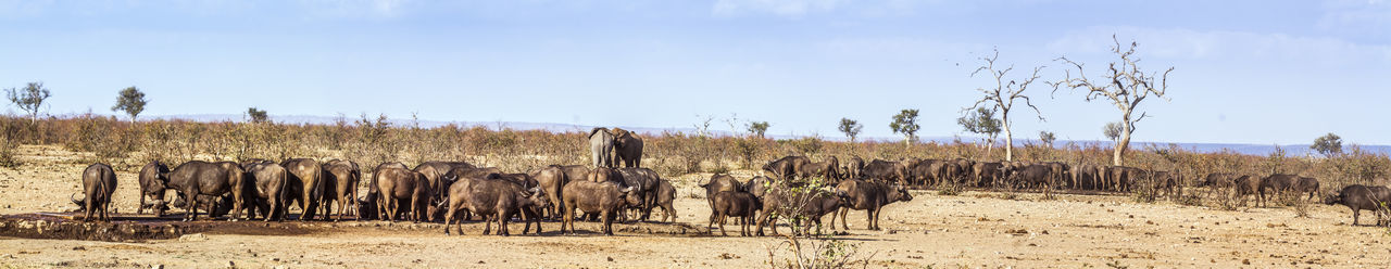 Buffaloes on land