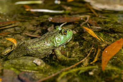 Close-up of frog