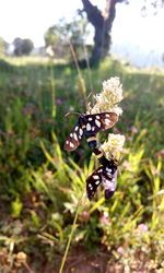 Close-up of insect on flower