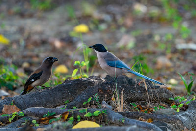 Birds perching on rock