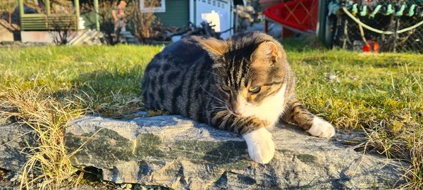 Cat resting in a field