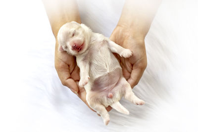Close-up of a newborn maltese puppy. beautiful dog color white. puppy on furry white carpets.
