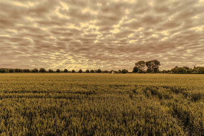 Scenic view of agricultural field against sky