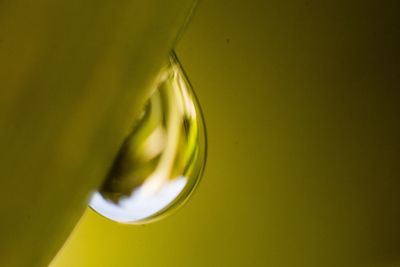 Close-up of drop on leaf against wall