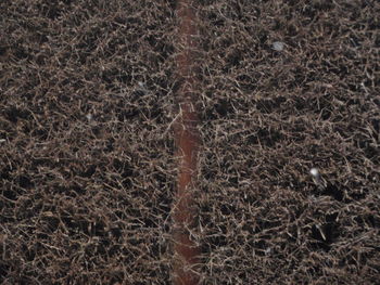 Full frame shot of lizard