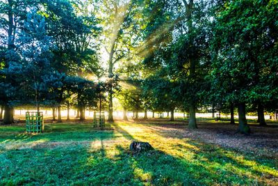 View of trees in park