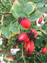 Close-up of red berries on tree