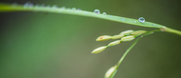 Close-up of water drop on leaf