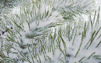 Close-up of snow covered pine tree